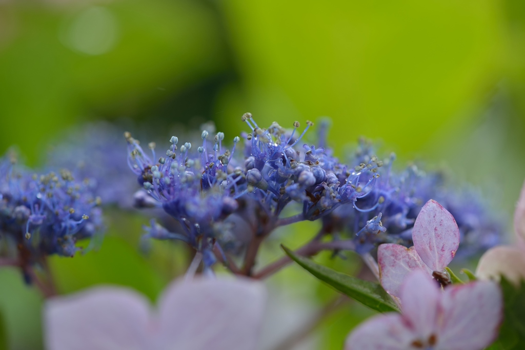 庭の花