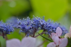 庭の花