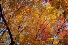 紅葉