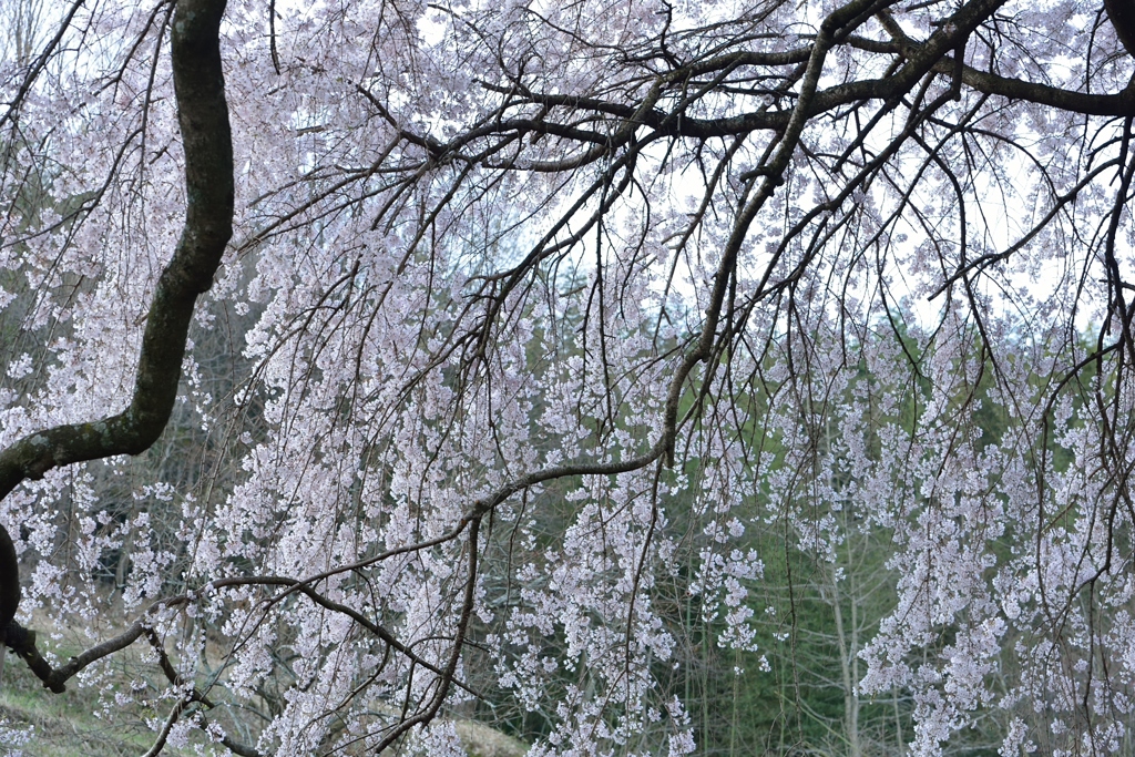 しだれ桜