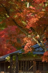 栗林公園の紅葉