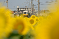 ひまわり