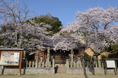 LAST SAKURA