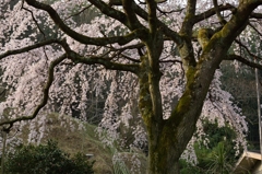 堀池の枝垂れ桜