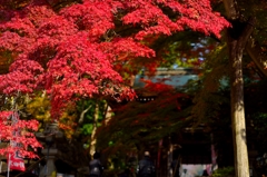 紅葉