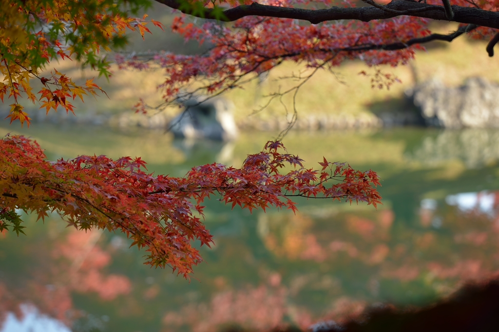 栗林公園の紅葉