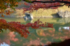 栗林公園の紅葉