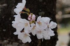 咲き始め