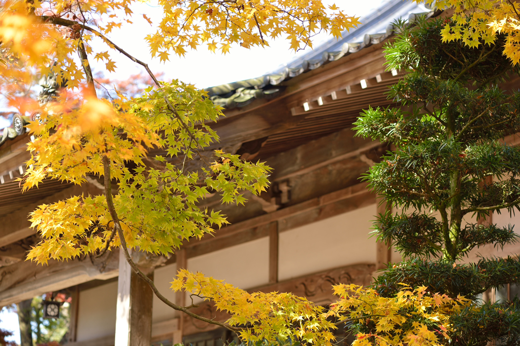 紅葉