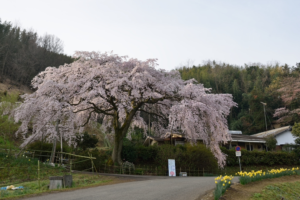 堀池の枝垂れ桜