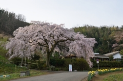 堀池の枝垂れ桜