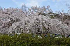 SHIDAREZAKURA