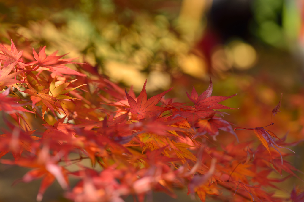 紅葉