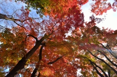紅葉