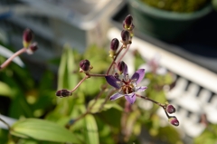 お花