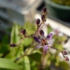 お花