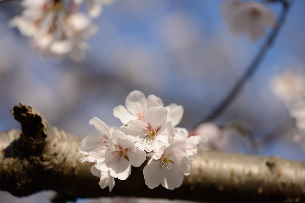 SAKURA
