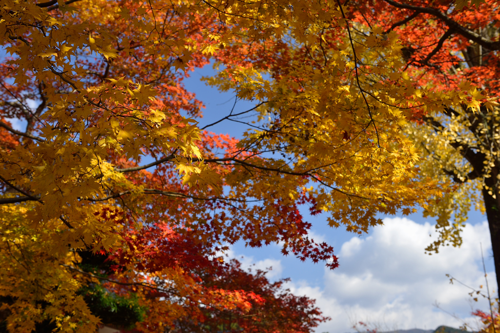 紅葉