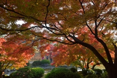 栗林公園の紅葉