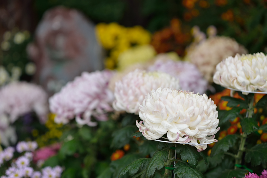 お菊さん