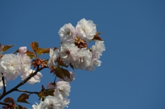 八重桜？