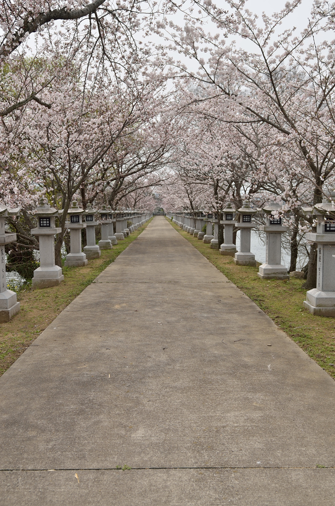 桜道