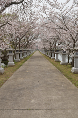 桜道
