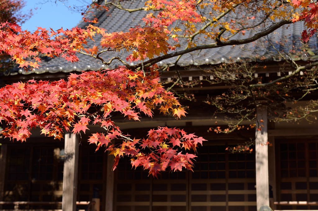 紅葉
