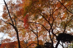 金毘羅さんの紅葉