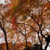 金毘羅さんの紅葉