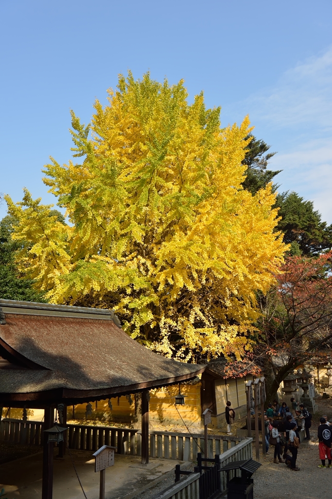 金毘羅さんの紅葉
