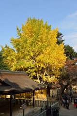 金毘羅さんの紅葉