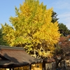 金毘羅さんの紅葉