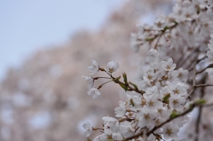 堀池の枝垂れ桜