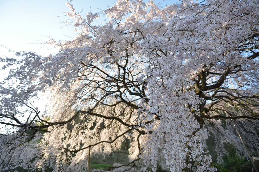 しだれ桜