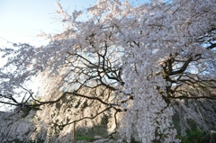 しだれ桜