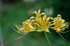 曼珠沙華