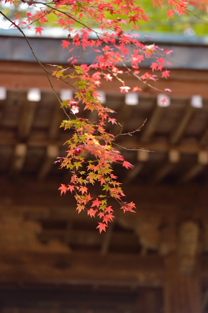 紅葉