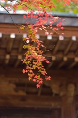 紅葉
