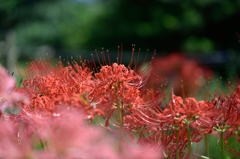 曼珠沙華