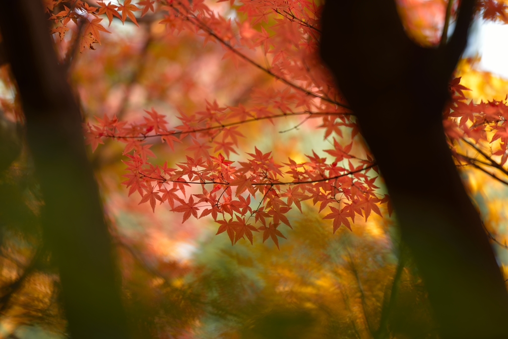 栗林公園の紅葉