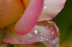 庭の花