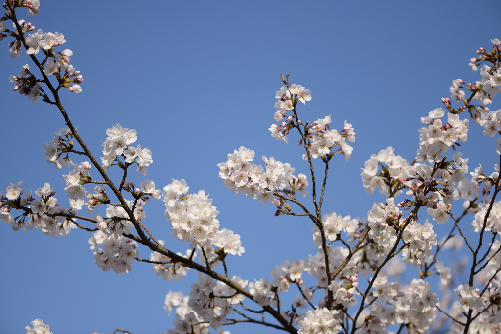 SAKURA