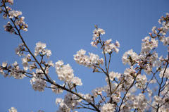 SAKURA