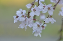 しだれ桜