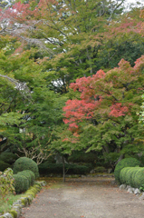 もみじ