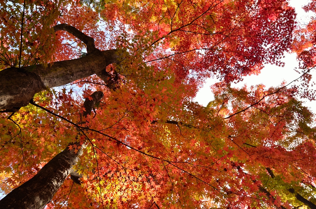 紅葉