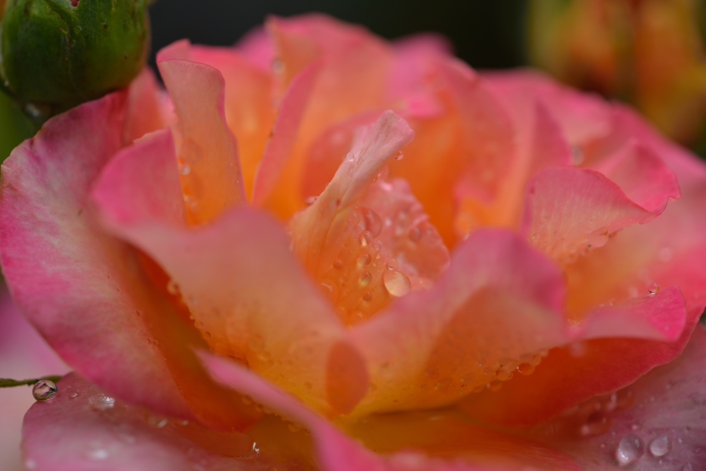 庭の花