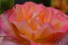 庭の花