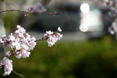 仏生山公園